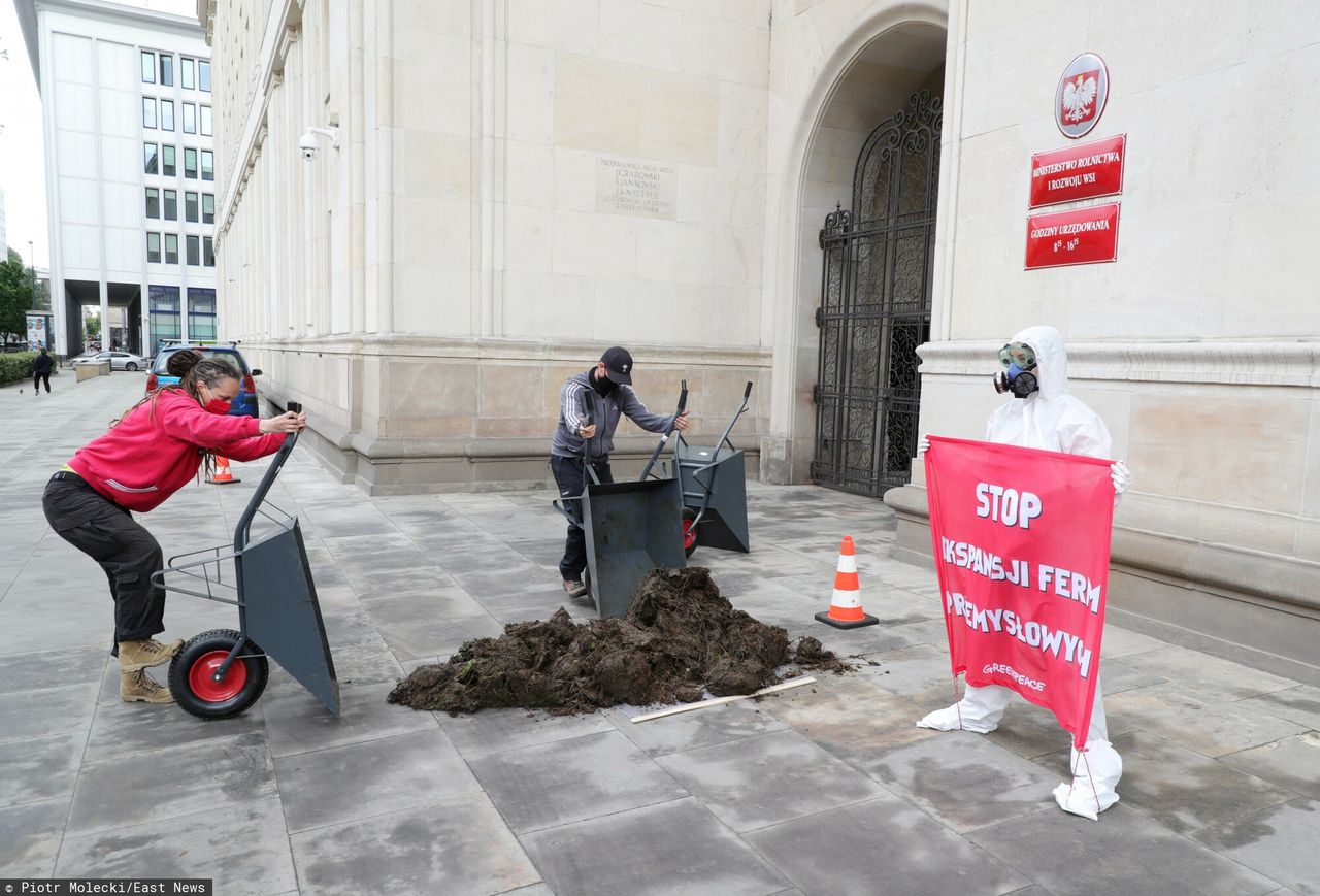 Ekolodzy wysypali łajno przed ministerstwem rolnictwa. Protest przeciwko fermom przemysłowym