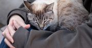 Kot śpi na tobie? Wiadomo, co za tym stoi
