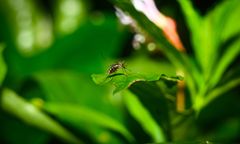 Portugalia ogłasza alert. Wykryto ogniska gorączki Zachodniego Nilu