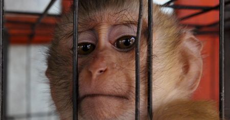 Nowy Sącz: makabryczne odkrycie w sklepie zoologicznym. Jest wyrok dla właściciela sklepu