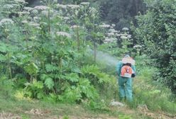 Zawiercie. Problem z barszczem Sosnowskiego. Miasto i Nadleśnictwo Olkusz mają plan