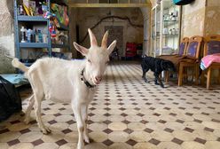 Dziwiszów. Mord koziołka w ośrodku DIOZ. Ktoś odciął mu głowę