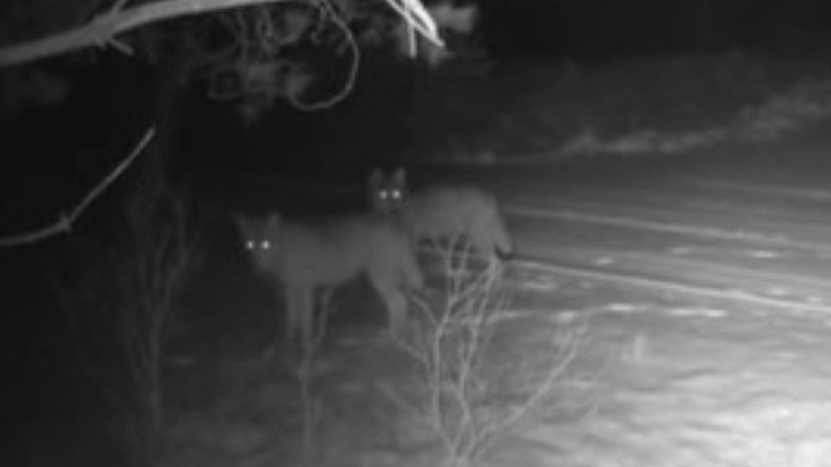 Nadleśnictwo Lubliniec pokazało nocne nagranie wilków