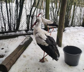 Już jest blisko gniazda. Podróż bociana Krutka śledzi tysiące osób
