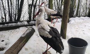 Już jest blisko gniazda. Podróż bociana Krutka śledzi tysiące osób
