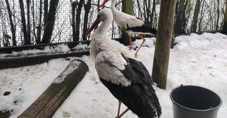 Już jest blisko gniazda. Podróż bociana Krutka śledzi tysiące osób