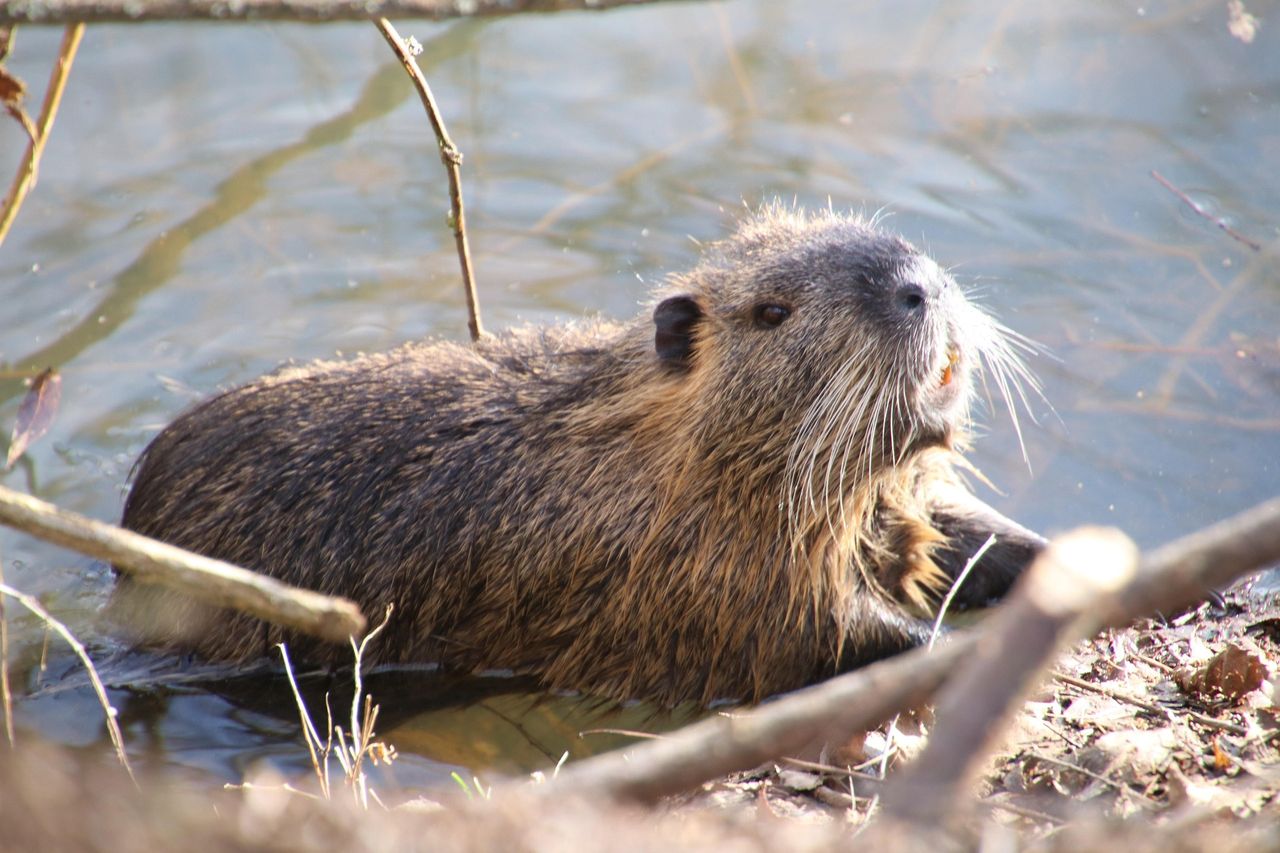 Beavers trump bureaucracy: £1m dam built in 2 days