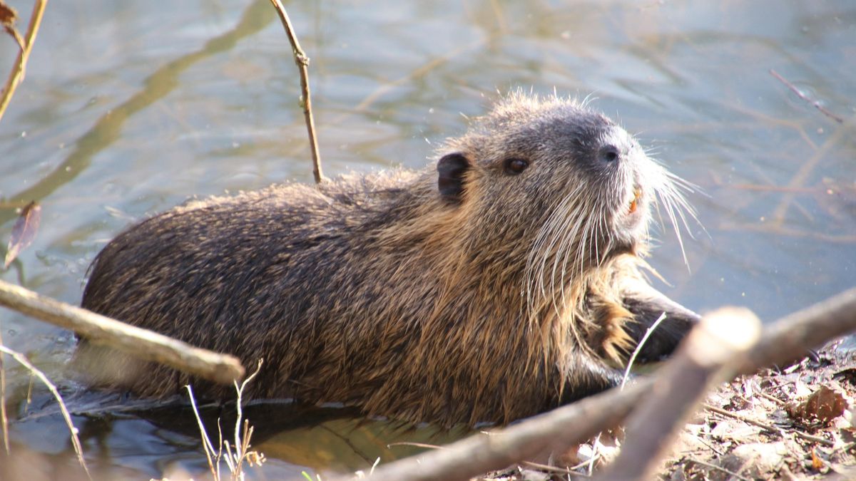 Bobry zrobiły tamę w dwa dni. Administracja w Czechach zaoszczędziła miliony  