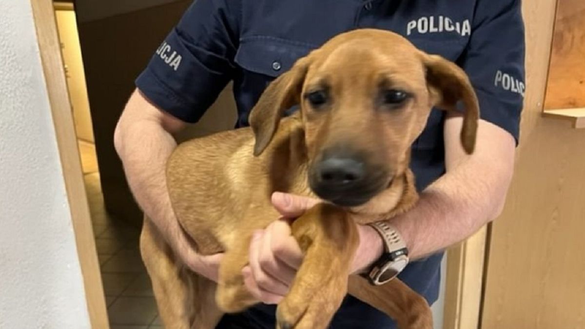 Pies był przywiązany do ogrodzenia.