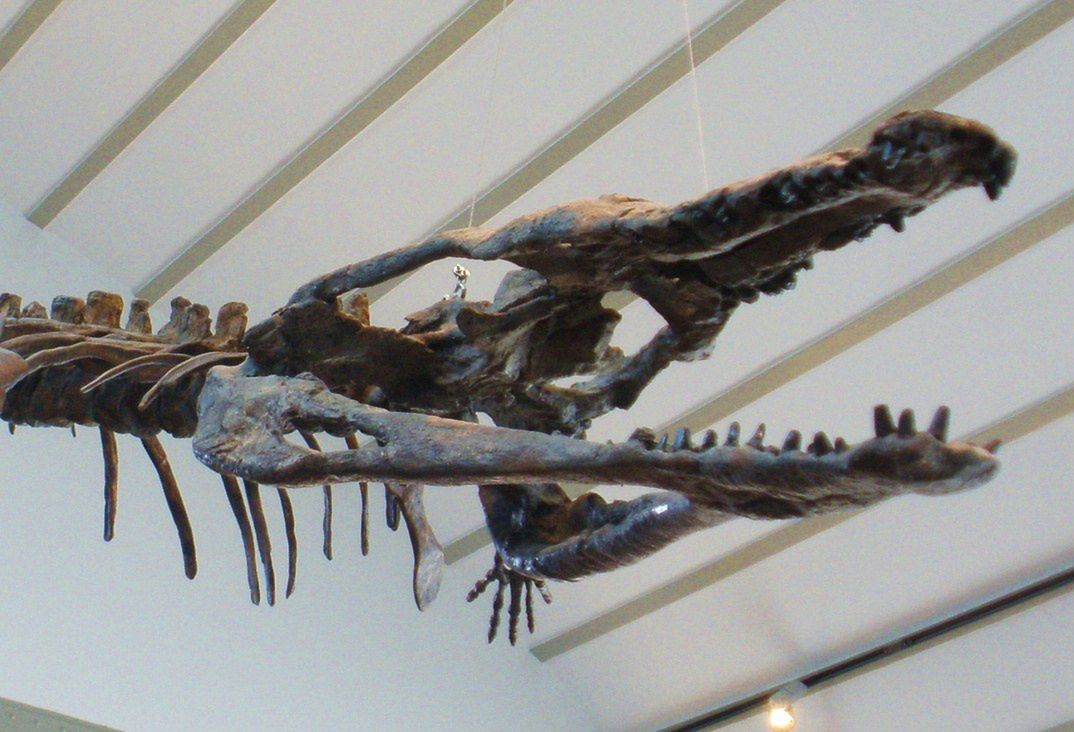 Machimozaur - zdjęcie poglądowe szkieletu machimozaura z Muzeum Historii Naturalnej w Brukseli