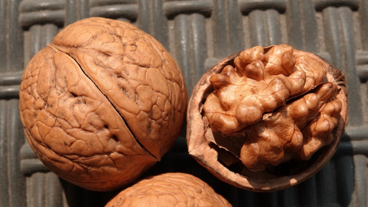 Rozłupany orzech włoski