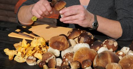 Większość nie ma pojęcia. Oto, co zrobić z grzybami po przyniesieniu do domu