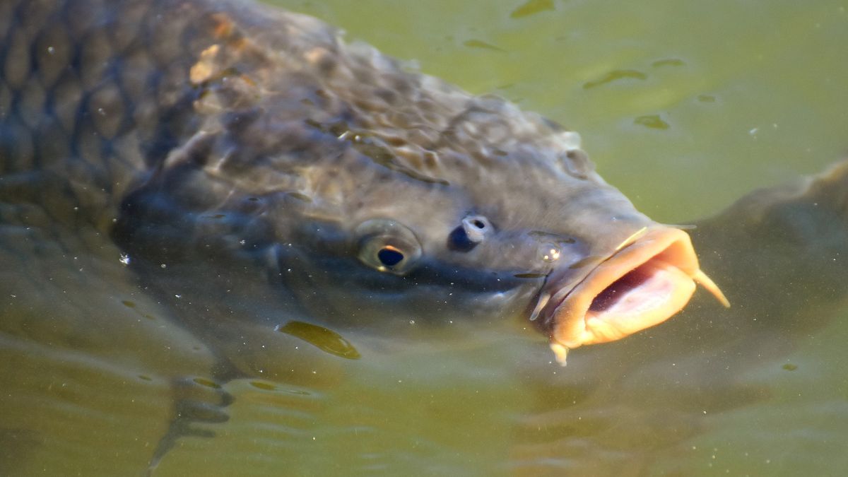 Coraz więcej sieci handlowych wycofuje się ze sprzedaży żywych karpi