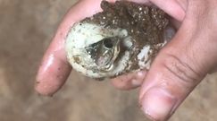 Niecodzienne narodziny węża. Nagranie z wyklucia się gada