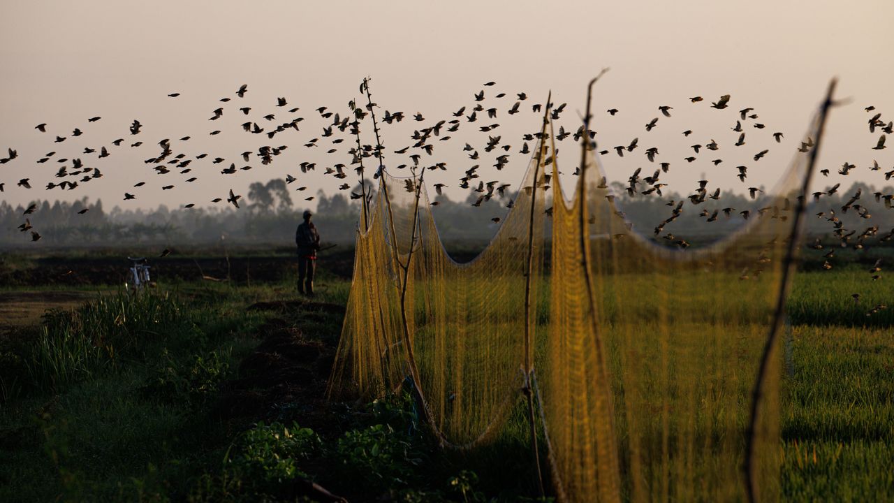 KISUMU, KENYA - JANUARY 15: A flock of red-billed quelea fly over a mist net farmers erected to help catch birds and stop them from destroying crops on January 15, 2023 in Kisumu, Kenya. Kenyan authorities began aerial spraying of pesticides to control the red-billed quelea bird invasion in the western region of the country. With an estimated adult breeding population of at least 1.5 billion Red-billed quelea are the most numerous bird in the world, and the FAO estimates the global agricultural losses attributable to the quelea are in excess of 50 million USD annually. A flock of two million can devour as much as 20 tons of grain in a single day. (Photo by Luke Dray/Getty Images)