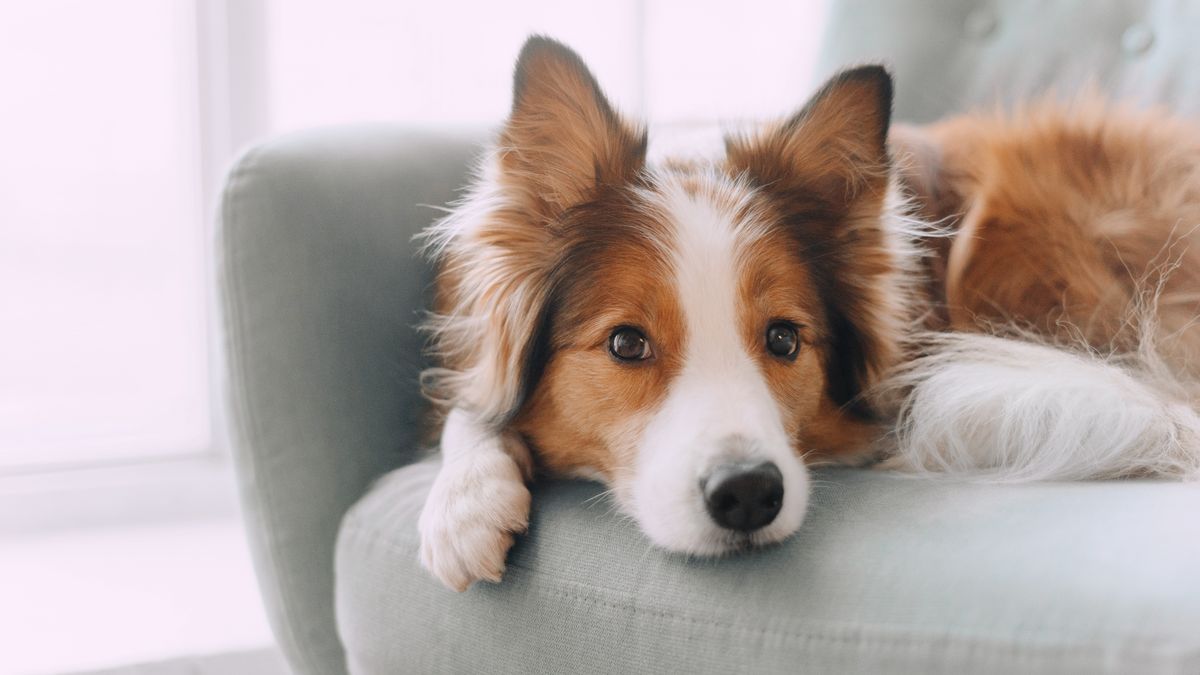 Border collie dog lying on the couch
Sad border collie put his head on the sofa and looking in the camera
border collie, dog, doggy, animal, nature, pet, outdoors, portrait, red, white, snout, wool, hair, fur, companion, canine, cute, pretty, cheerful, purebred, background, ears, eyes, horizontal, look, head, face, beauty, waiting, mammal, nose, young, hairy, breed, devotion, species, pensive, sofa, couch, paws, sad, misses, muzzle, alone, tail