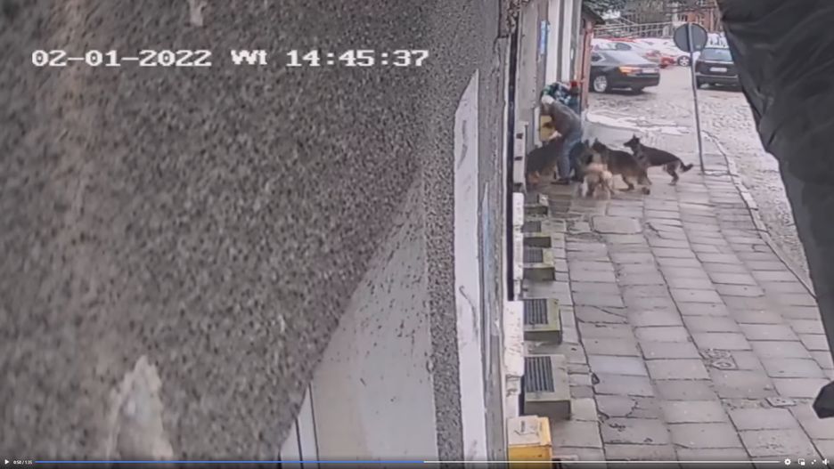 Cztery owczarki zaatakowały kobietę z dziećmi. Jest niepokojące nagranie.Fot. Fb/Stowarzyszenie Biskupia Górka