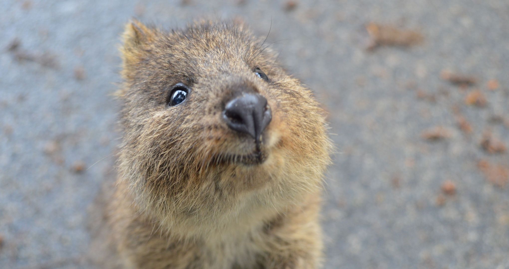 Kuoka, nazywana też quokką, jest niewielkim torbaczem