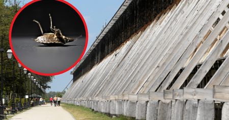 Kolejna kuracjuszka została pogryziona w sanatorium. Dramat w Ciechocinku