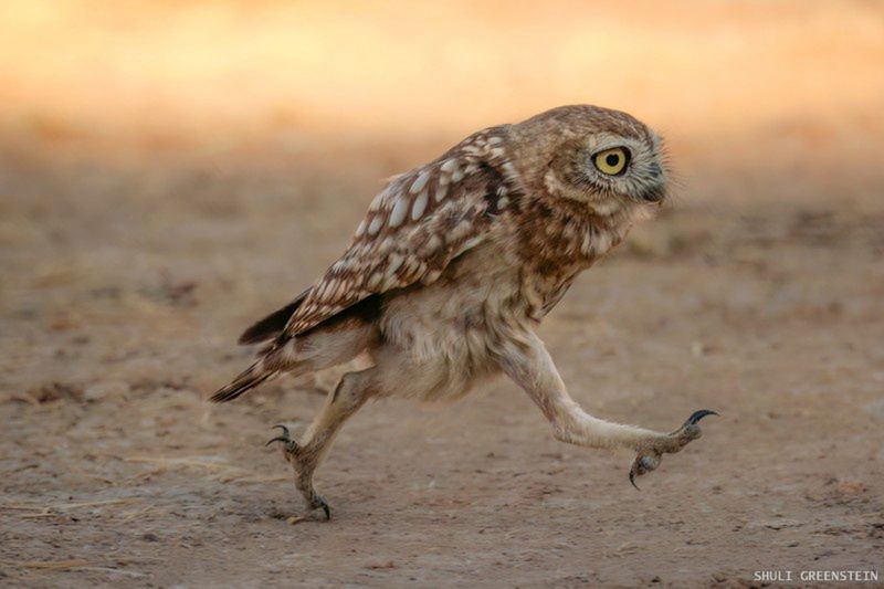 "Rushing Little owl fledgeling"
