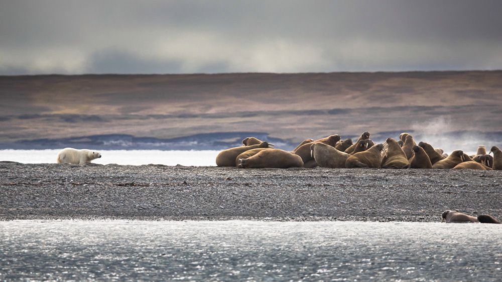 Grupa morsów u wybrzeża Morza Łaptiewów jest łatwym celem dla niedźwiedzi polarnych.
