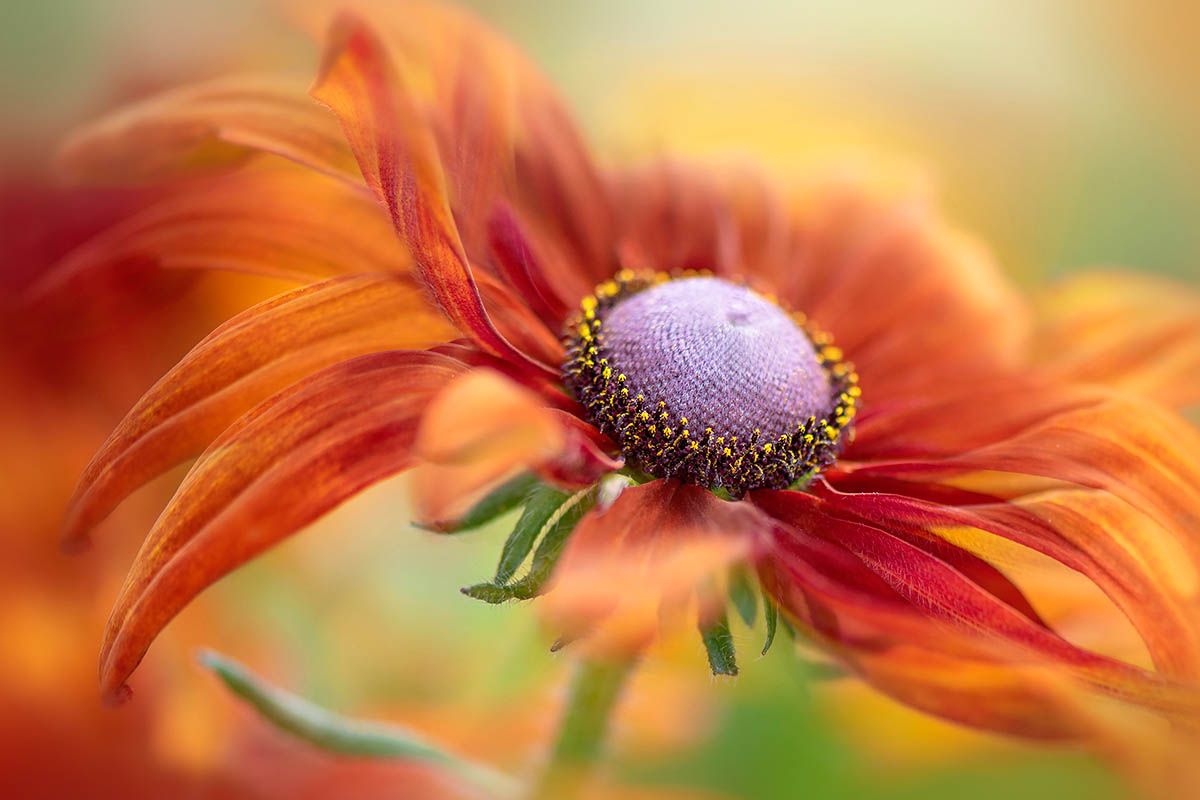 Najlepsze zdjęcia przyrody w konkursie International Garden Photographer of the Year 6