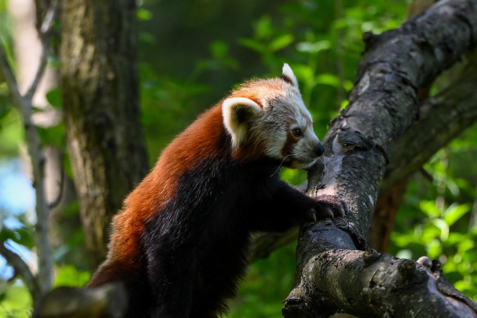 Pandka ruda została odkryta przez biologów 50 lat przed wielką pandą, czyli w 1825 roku. Jest znacznie mniejsza (dorosłe osobniki ważą najwyżej 5 kg) i mniej rozpoznawalna.