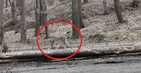 Bliskie spotkanie z rysiem. Niezwykłe nagranie z Sudetów