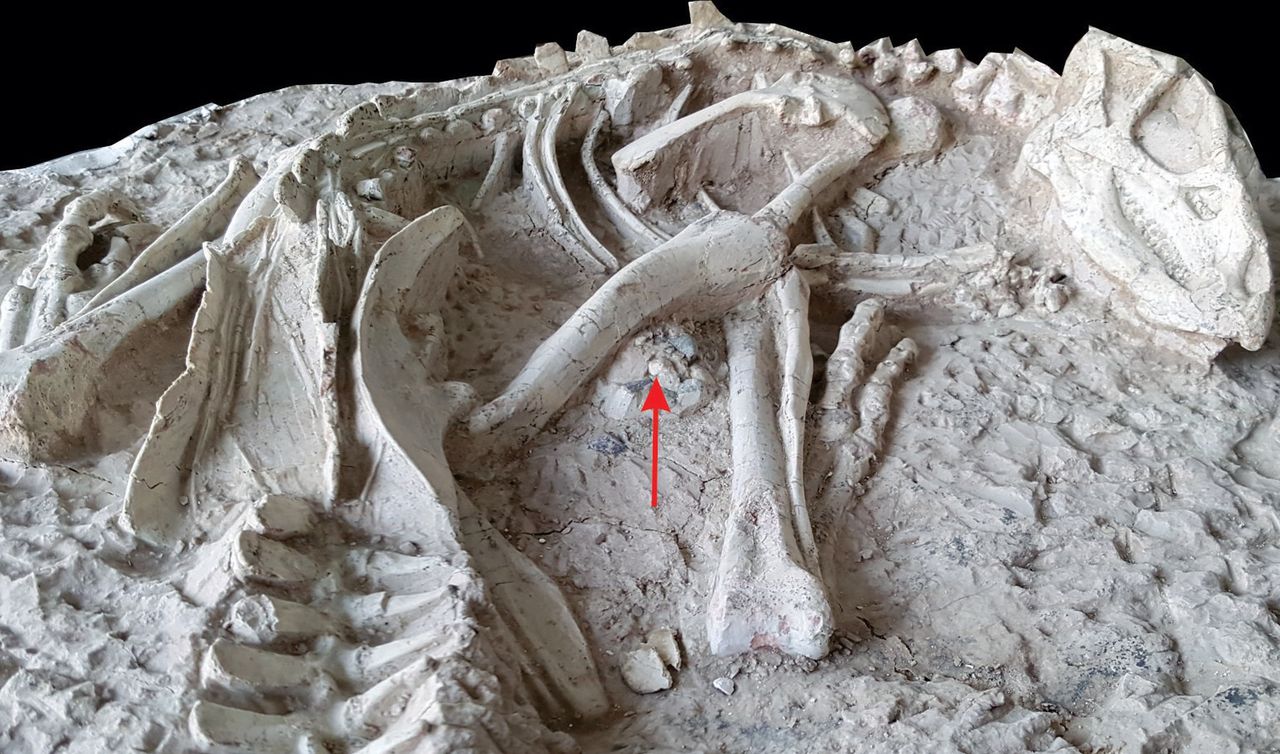 Skamieniałości Changmiania liaoningensis (CC BY 4.0)