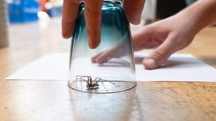 We wrześniu wchodzą do domów. Jak skutecznie odstraszyć masową inwazję pająków