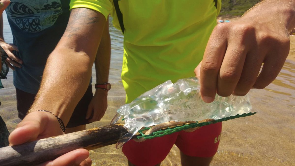 Stworzenie zostało wyłowione u wybrzeży hiszpańskiej wyspy Minorka