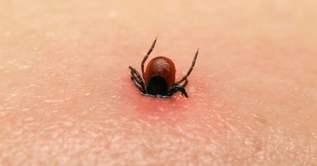 Weź z kuchennej szafki. Zrób spray do ciała, a kleszcze będą trzymać się z daleka