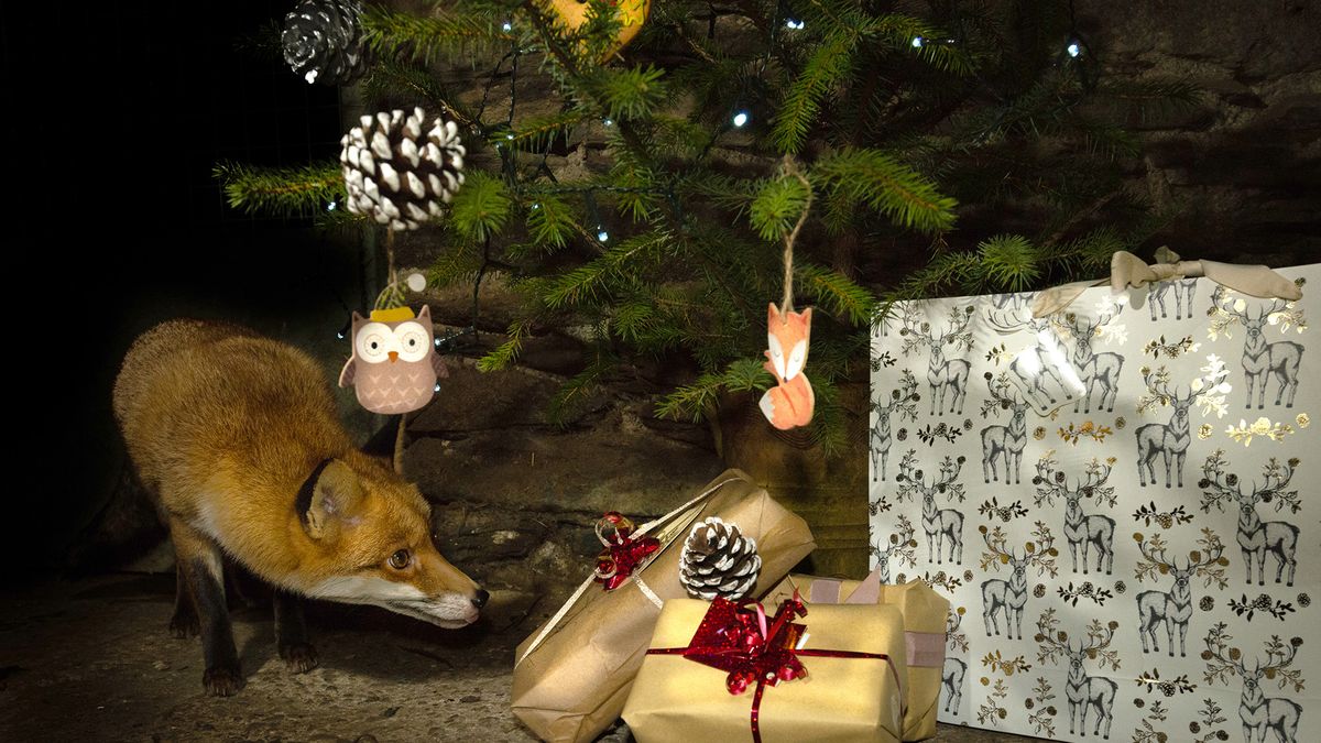 Lisek odpakowuje prezenty 1