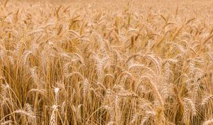 Zwrot ws. ukraińskiego zboża? Nowe informacje