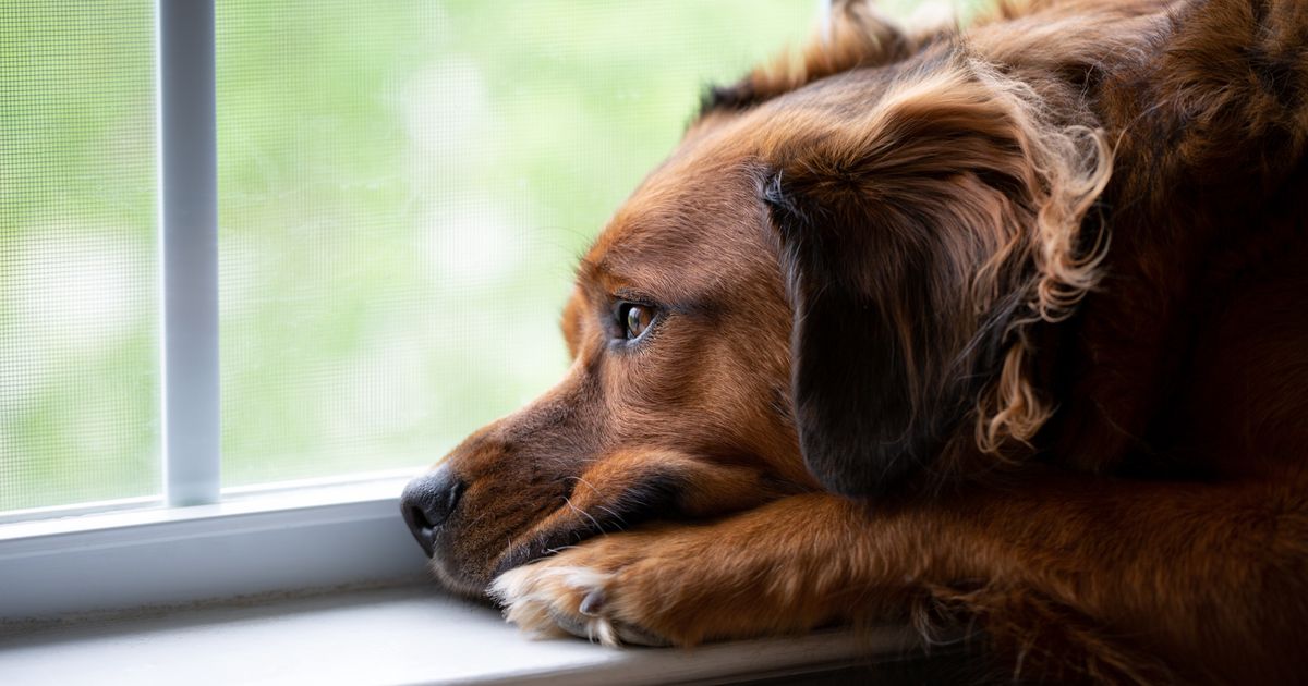 Sprawdź Czy Twój Pies Ma Depresję Oto Lista Objawów Wp Kobieta 4645