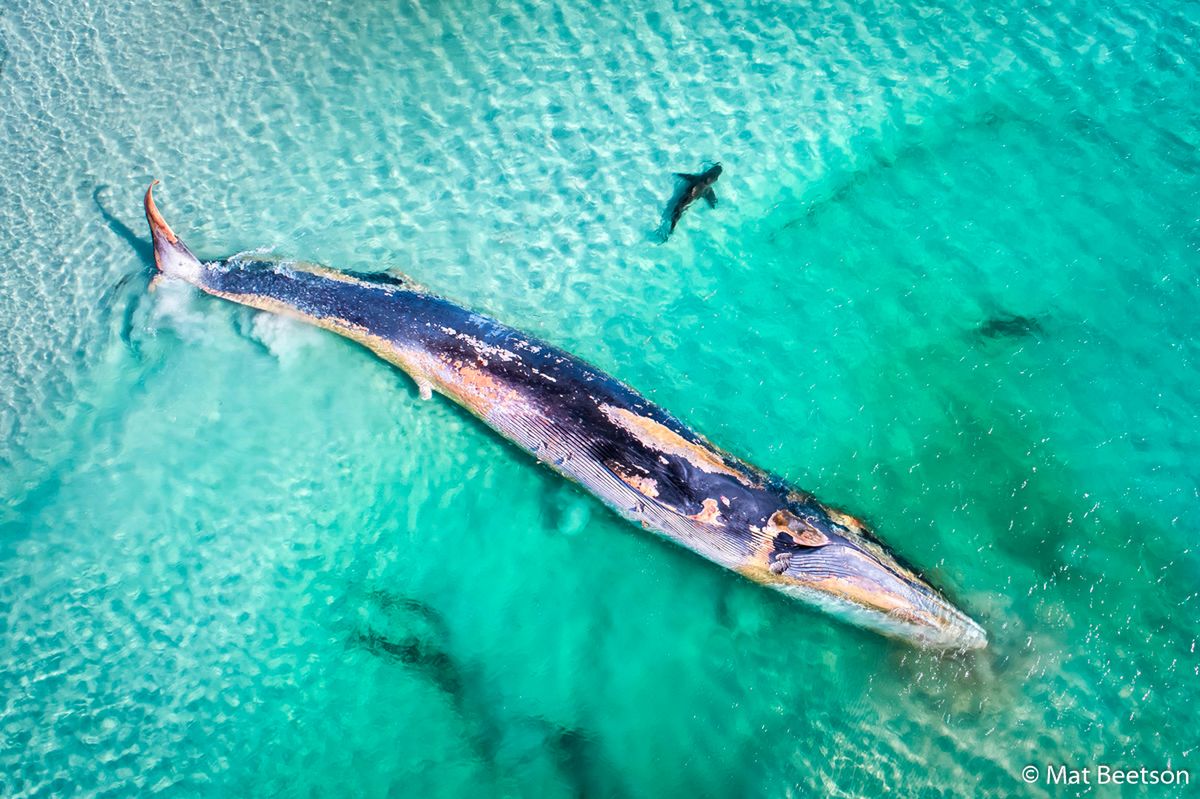 Znamy zwycięzców Australian Geographic Nature Photographer of the Year 2019