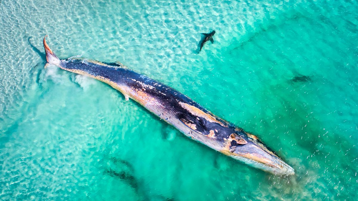 Znamy zwycięzców Australian Geographic Nature Photographer of the Year 2019 1