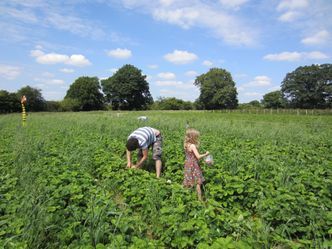 Ukryte koszty subsydiów dla rolnictwa. Ile z podatków dopłacamy do drożyzny? [OPINIA]