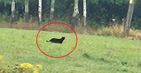 Puma na Dolnym Śląsku? Relacja autorki nagrania. "Zwierzę było spokojne"
