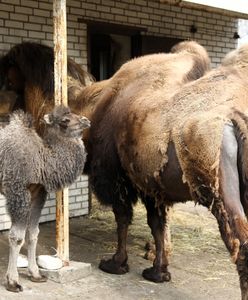 Mały wielbłąd w warszawskim zoo