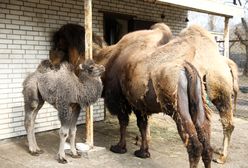 Mały wielbłąd w warszawskim zoo