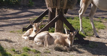 Radosna nowina z ZOO Płock. Urodził się kolejny oryks szablorogi