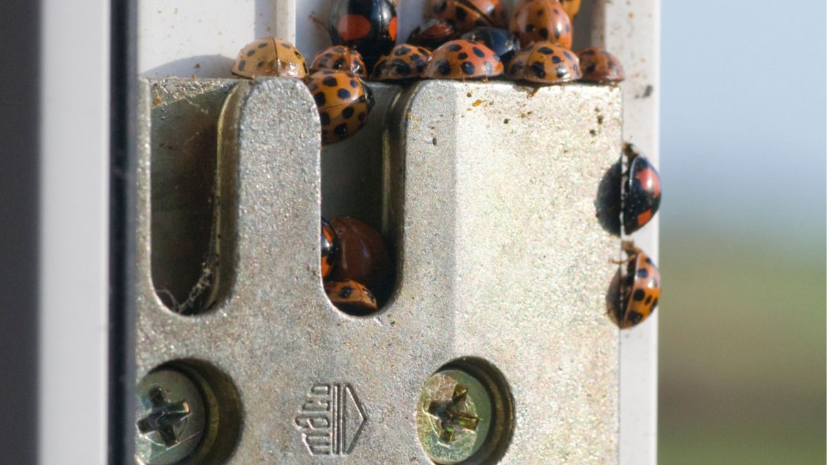 Biedronki azjatyckie