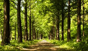 Dwugłowa żmija została zauważona w polskim lesie