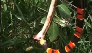 Osa żądli węża jedzącego innego węża