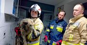 Pies topił się w zbiorniku z wodą i gliną. Na pomoc ruszyli strażacy