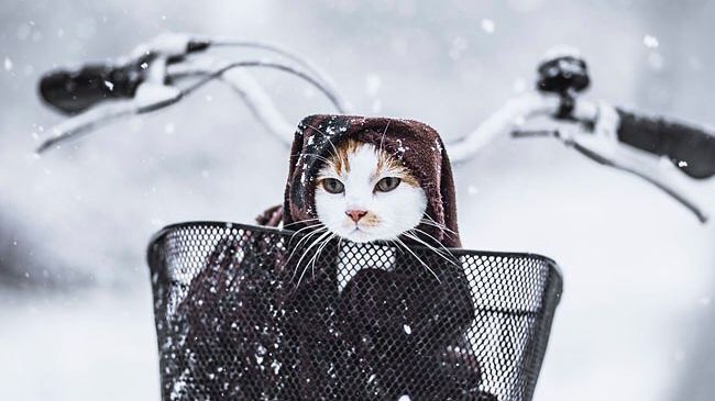 Zima może być inspirująca! Zwłaszcza, jak masz w domu kilka kotów 1