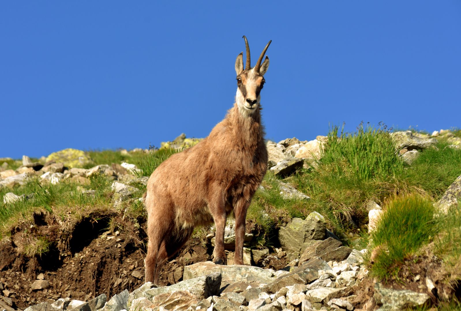 Tatry. Liczenie kozic górskich przez przyrodników z Tatrzańskiego Parku Narodowego polskiej i słowackiej strony