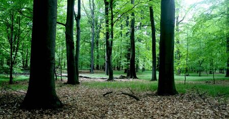 Katowice. Decyzja radnych, Las Murckowski pod ochroną