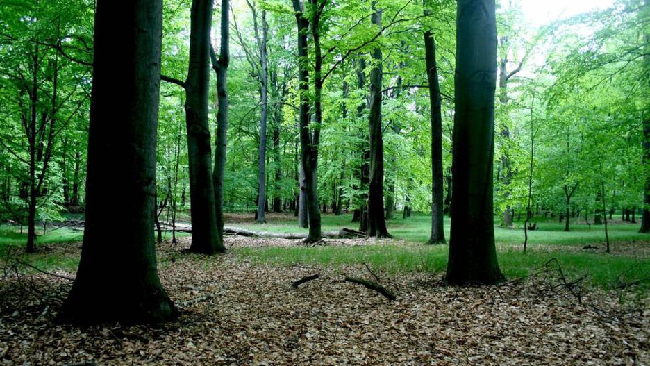 Katowice. Las Murckowski zyskał ochronę. 